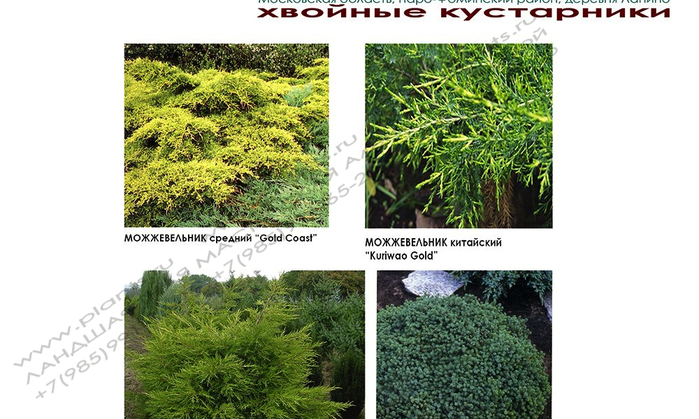 Проект  дачного участка - кустарники - видеоряд